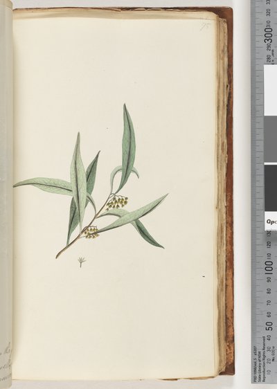 Side 75. Uidentifisert plante av Unknown artist