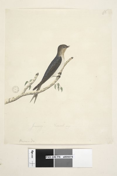 Side 76. Hirundo. på nedre senter i annen hånd januar Naturlig størrelse Velkommen Svale Hirundo neoxena, 1791-92 av Unknown artist