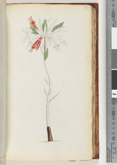 Side 77. Ingen inskripsjon, uferdig tegning av Unknown artist