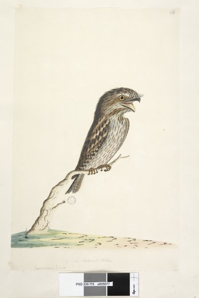 Side 78. Caprimulgus. nederst i midten i annen hånd 1/2 naturlig størrelse Tawny Frogmouth Podargus strigoides, 1791-92 av Unknown artist
