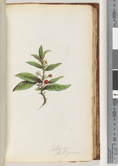 Side 78a. Solanum stelligerum / Star Nightshade av Unknown artist