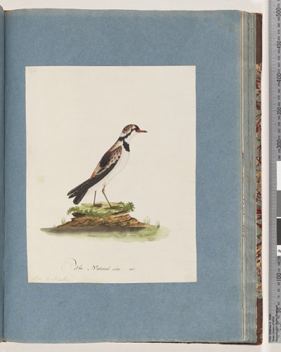 Side 79. Svart-fronted Dotterel. Charadrius Hiaticula av Unknown artist