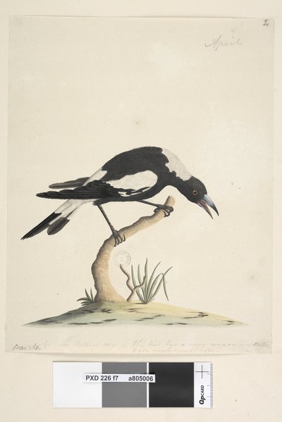 Side 7. Barita. følgende tittel i annen hånd 1/2 av den naturlige størrelsen. en annen tone i en tredje hånd, lyder Denne fuglen har en svært uvanlig og ikke ubehagelig tone. Svart, Rygget Magpie Gymnorhina tibicen, 1791-92 av Unknown artist