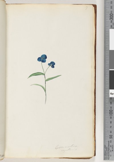 Side 7. Comelina capillaris av Unknown artist