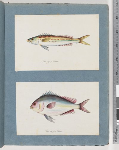 Side 7. Uidentifisert fisk. 8. Uidentifisert fisk av Unknown artist