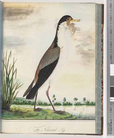 Side 80. Maskevippe eller spore, bevinget håkjerring av Unknown artist