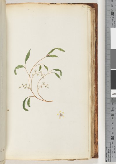Side 80. Uidentifisert plante av Unknown artist