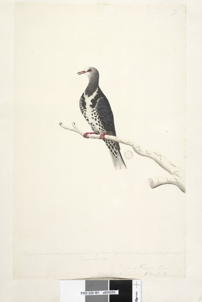 Side 81. Wunga, Wungee Pigeon. Tegnet etter målestokk 1/2 naturlig størrelse. To av disse Pidgeons ble nå sett for første gang desember 1791 ... ligner på ... Wonga Pigeon Leucosarcia melanoleuca, 1791-92 av Unknown artist