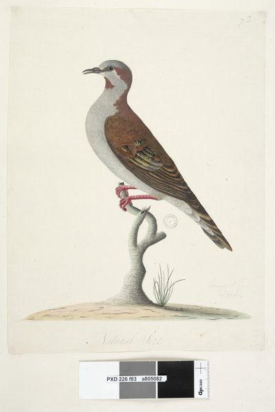 Side 83. Bronsevinget due. nederst i midten i forskjellig hånd Naturlig størrelse Børste Bronzewing Pigeon Phaps elegans, 1791-92 av Unknown artist