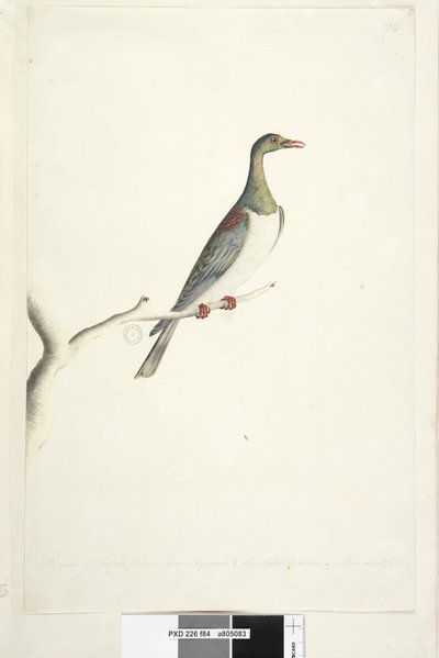 Side 84. Pidgeon of Norfolk Island tegnet etter målestokk 1/2 av naturlig størrelse. Iris tvilende Norfolk Island Pigeon Hemiphaga novaeseelandiae spadicea, 1791–92 av Unknown artist