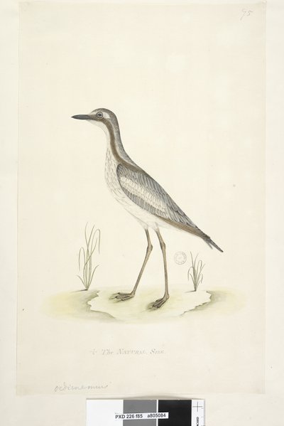 Side 85. Ødiknemus. nederst i midten i annen hånd 1/2 av den naturlige størrelsen Southern Stone, Curlew Burhinus magnirostris, 1791-92 av Unknown artist