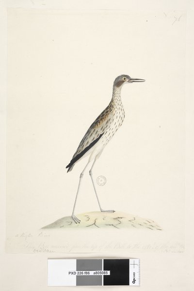 Side 86. En nattfugl. Ødiknemus. langs nedre kant i annen hånd Denne fuglen målt fra spissen av nebben til ytterkanten. av midl. tå 30 tommer Southern Stone, Curlew Burhinus magnirostris, 1791-92 av Unknown artist