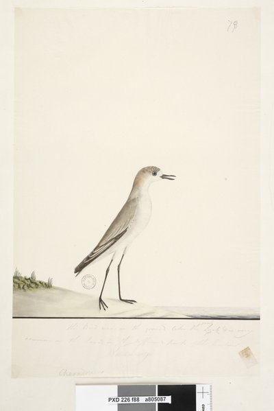 Side 88. Charadrius. under rammelinjen i annen hånd Denne fuglen løper på bakken som Sandlerken og er veldig vanlig på sanden i de forskjellige delene av havnen. under denne i tredje hånd Naturlig størrelse Rød, avkortet Dotterel Charadrius alexandrinu av Unknown artist