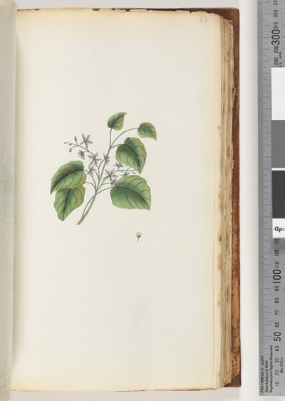 Side 88. Uidentifisert plante av Unknown artist