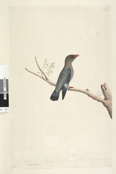 Side 8. Coraciae. langs nedre kant i annen hånd oktober. Redusert til halvparten av størrelsen på fuglen ble tegningen hentet fra Dollar, Bird Eurystomus orientalis, 1791-92 av Unknown artist