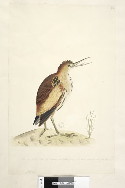 Side 90. Ardea. langs nedre kant i annen hånd Størrelsen på fuglen tegningen var tatt fra, som kunne forlenge halsen fire tommer i lengde Little Bittern Ixobrychus minutus, 1791-92 av Unknown artist