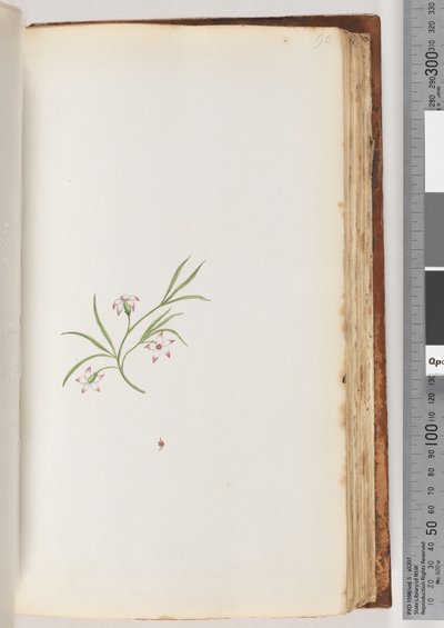 Side 90. Uidentifisert plante (akvarell) av Unknown artist