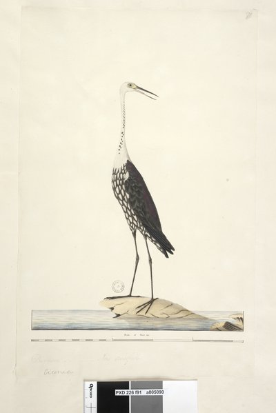 Side 91. Ciconia. over tittel i annen hånd desember, iris tvilsom Hvit, halshegre Ardea pacifica Notophoyx pacifica, 1791-92 av Unknown artist