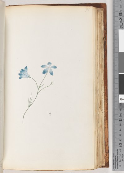 Side 91. Uidentifisert plante av Unknown artist