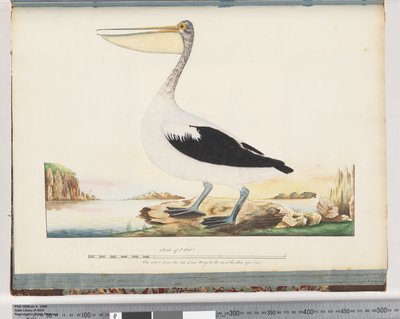 Side 92. Australsk pelikan av Unknown artist