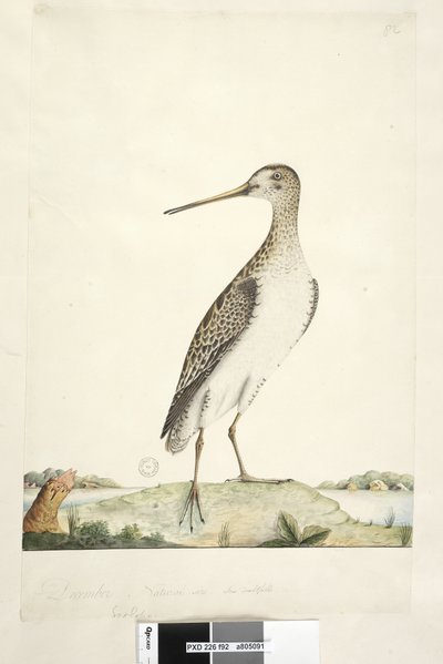 Side 92. Scolopax. over tittel i annen hånd desember. Naturlig størrelse, iris tvilsom japansk snipe Gallinago hardwickii, 1791-92 av Unknown artist