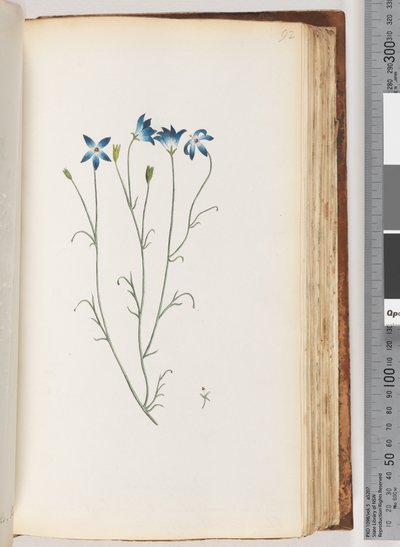 Side 92. Uidentifisert plante av Unknown artist