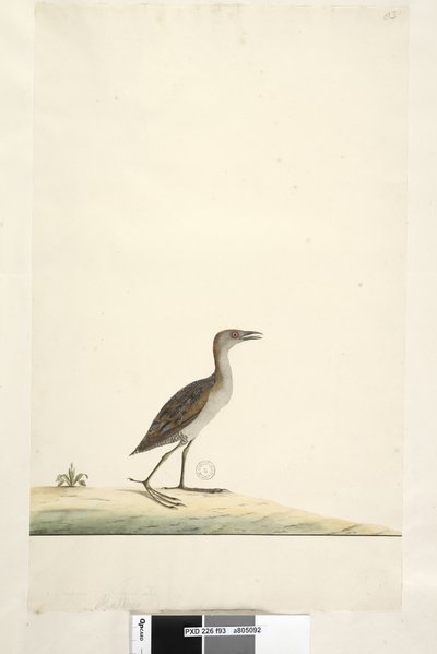 Side 93. Rallus. over tittel i annen hånd august. Naturlig størrelse Marsh Crake Porzana pusilla, 1791-92 av Unknown artist
