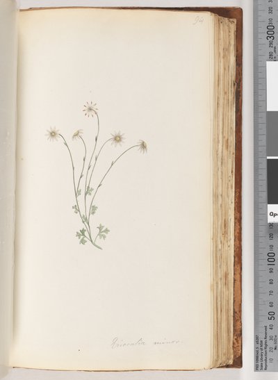 Side 94. Eriocalia minor av Unknown artist