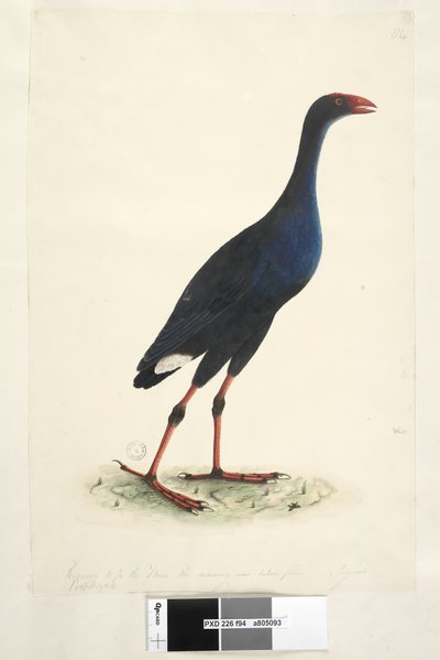 Side 94. Porfyrio. langs nedre kant i annen hånd Redusert til 1/2 av fuglen tegningen er hentet fra. August østlig sumphøne Porphyrio porphyrio Porphyrio melanotus, 1791-92 av Unknown artist