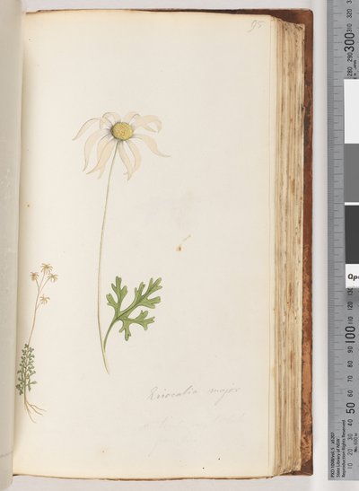 Side 95. Eriocalia major av Unknown artist