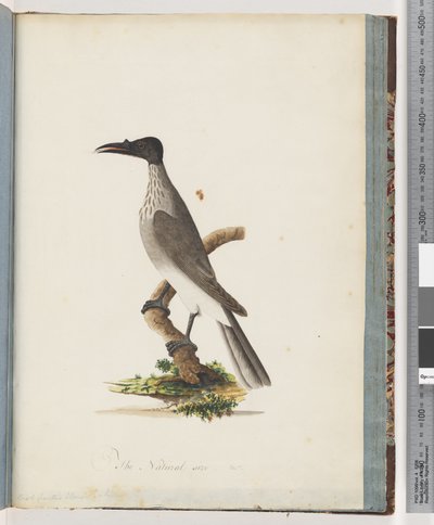 Side 95. Noisy Friarbird. Honeyeater med knott foran av Unknown artist
