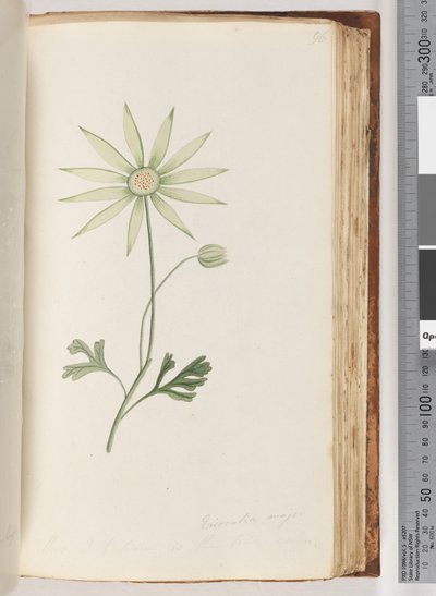 Side 96. Eriocalia major. Dette tror jeg er den sanne fargen av Unknown artist