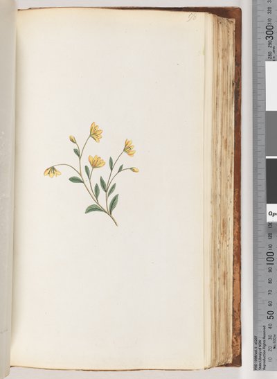 Side 98. Uidentifisert plante av Unknown artist