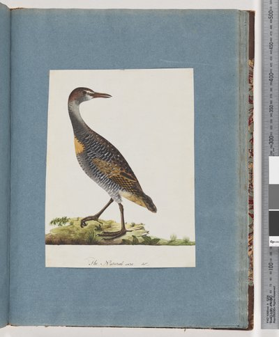 Side 99. Buff-banded Rail av Unknown artist