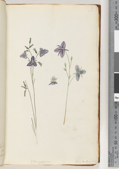 Side 9. Chlamysporum Sal. i Par Lond. nr. 35 av Unknown artist