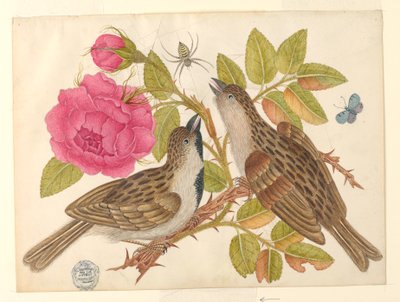 Par brune fugler på rosestilk med sommerfugl og edderkopp av Unknown artist