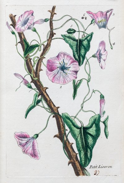 Liten vindel av Unknown artist
