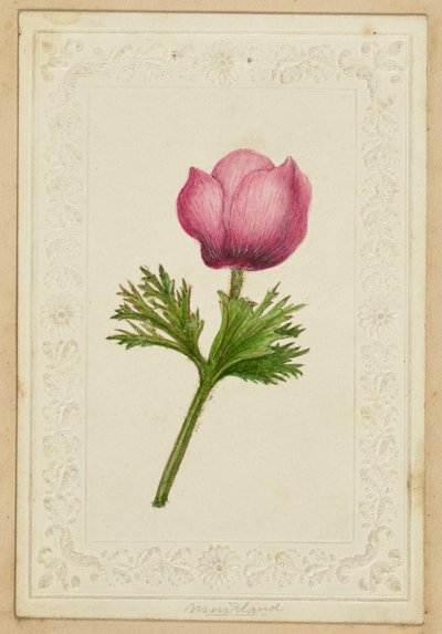 [Rosa blomsterkort] av Unknown artist