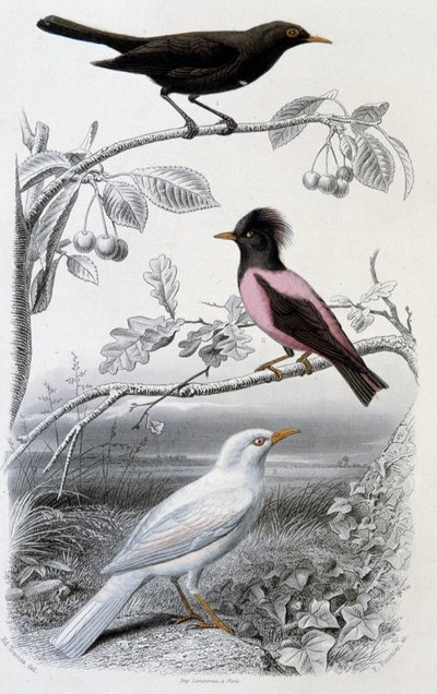 Naturhistorisk plate: Svarttrost, hvit svarttrost og rosa svarttrost - i “”Oeuvres de Buffon””, red. Furne Jouvet & cie, Paris av Unknown artist