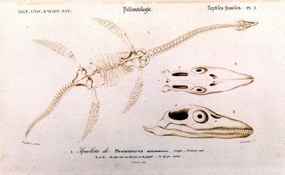 Plesiosaur fra Universal Dictionary of Natural History av Unknown artist