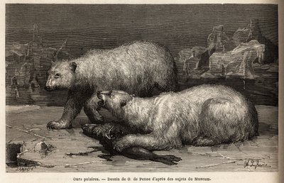 Isbjørner på ispakken slår en sel de nettopp har fanget. Gravering for å illustrere reisen til det frie havet på den arktiske polen, av doktor Hayes, kirurg ved den amerikanske marinen, i 1860-1862, publisert i "Le tour du monde, nouveau journal des voyag av Unknown artist