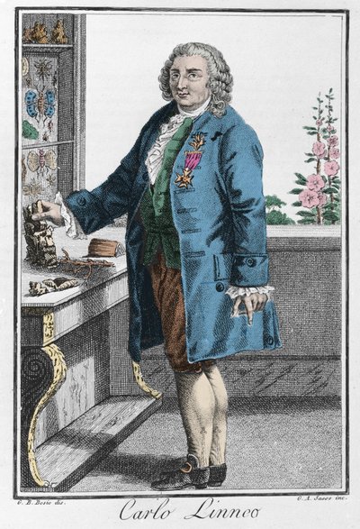 Portrett av Charles Linne (Carl von Linne, Linneus av Unknown artist