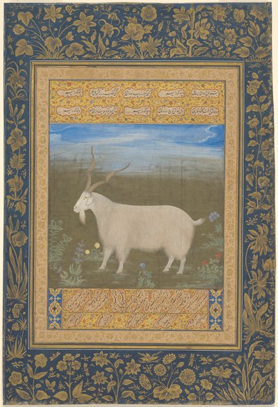Portrett av en ladakhisk fjellgeit av Unknown artist