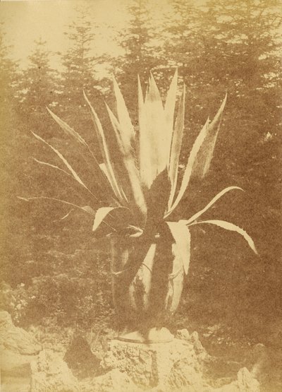 [Potteplante] av Unknown artist