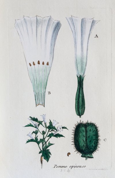 Stikkende eple (datura, vanlig jisongweed) av Unknown artist