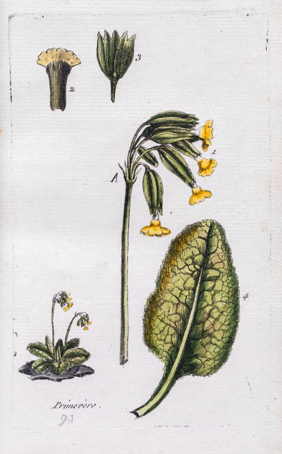 Primula av Unknown artist