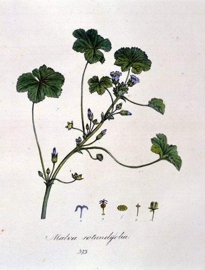 Lilla: urt hvis infusjon har beroligende effekter. av Unknown artist