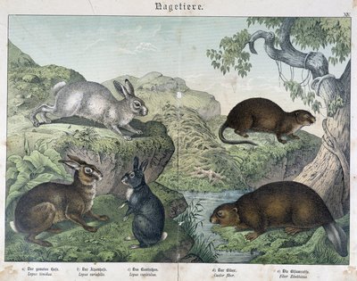 Kanin, bever - i "" Natural History of Pattedyr", red. Schreiber av Unknown artist