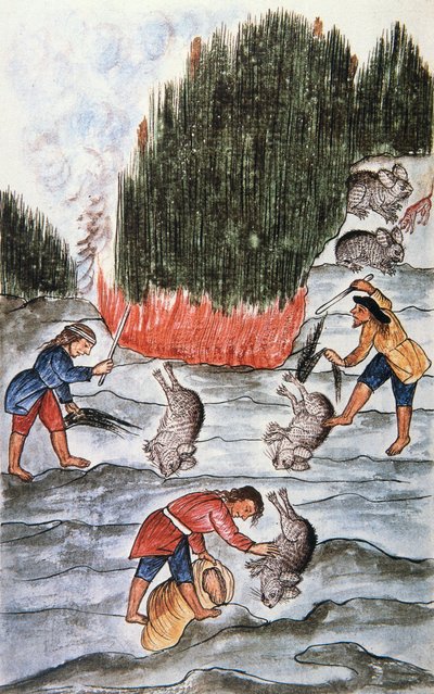 Kaninjakt, fra boken "Trujillo of Peru" eller "Codex Martinez Companion", av Baltazar Martinez Companion og Bujanda, biskop av Trujillo (1782-1785) av Unknown artist