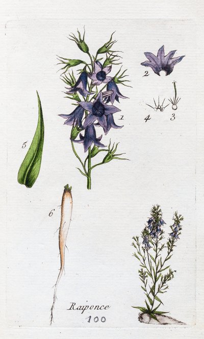 Rapunsel av Unknown artist